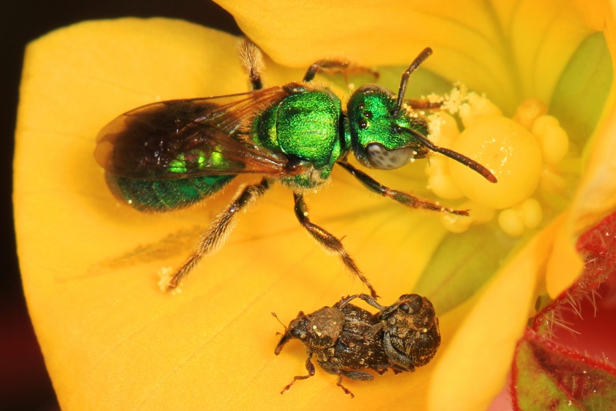 Metallic Green Bee - Augochlorini tribe and Weevils - Auleutes species?, Okaloacoochee Slough State Forest, Felda, Florida