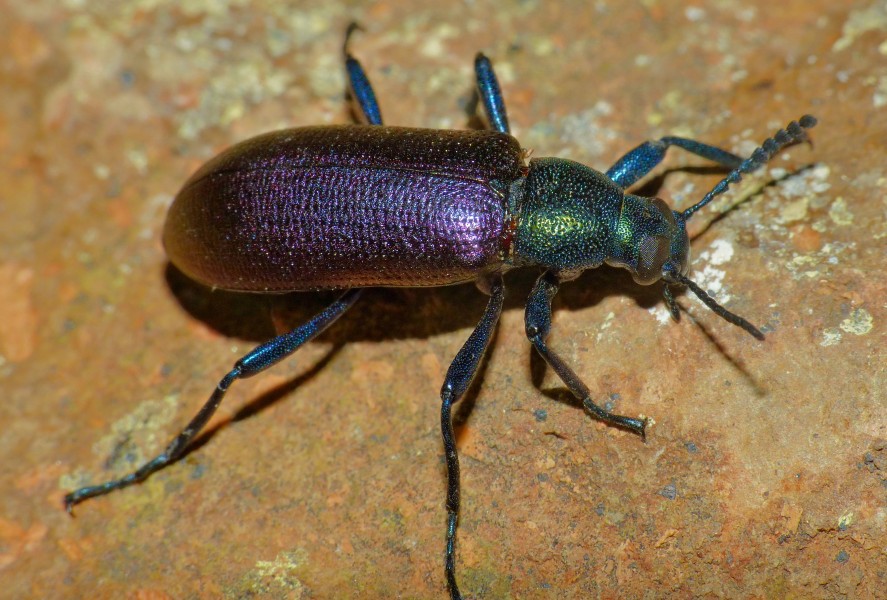 Metallic Tree Darkling Beetle (Strongylium purpuripenne) (11670840164)