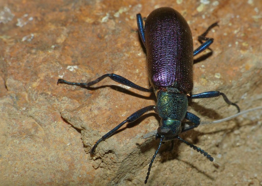 Metallic Tree Darkling Beetle (Strongylium purpuripenne) (11670949593)