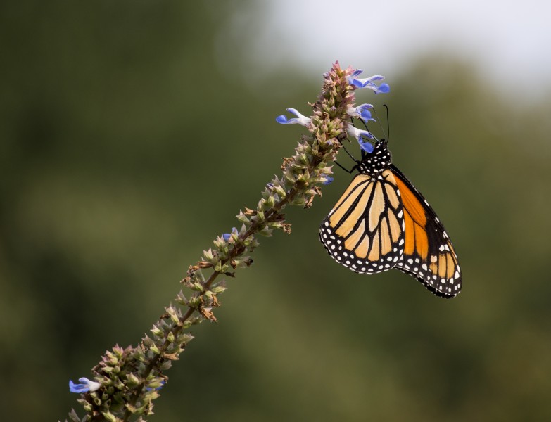 Monarch butterfly (70389)