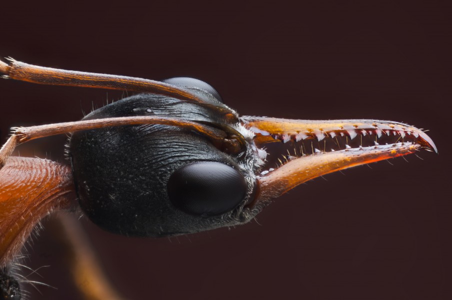 Myrmecia nigrocincta (Australian Bull Ant)
