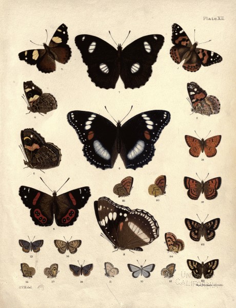 New Zealand Moths and Butterflies (1898) 12