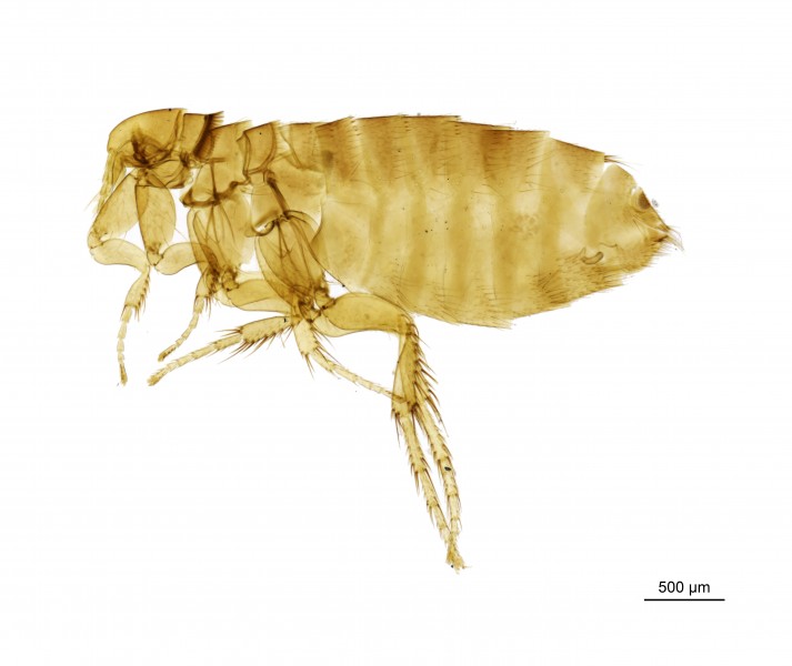 NHMUK010177263 A sandmartin flea - Ceratophyllus Ceratophyllus styx jordani Smit, 1955