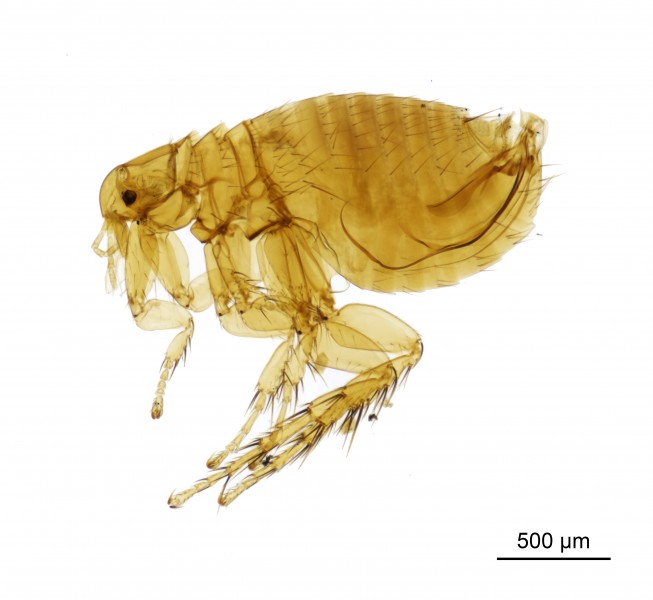 NHMUK010177265 The plague flea - Xenopsylla cheopis cheopis (Rothschild, 1903)