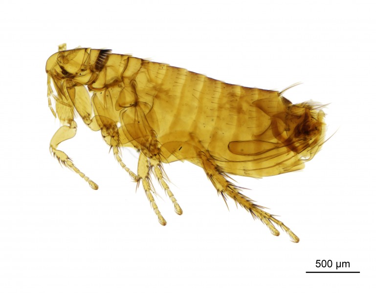 NHMUK010177269 A rodent flea - Amalaraeus penicilliger mustelae (Dale, 1878)