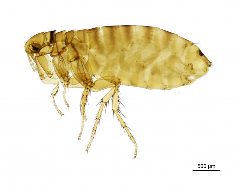 NHMUK010177272 A housemartin flea - Ceratophyllus Ceratophyllus farreni farreni Rothschild, 1905