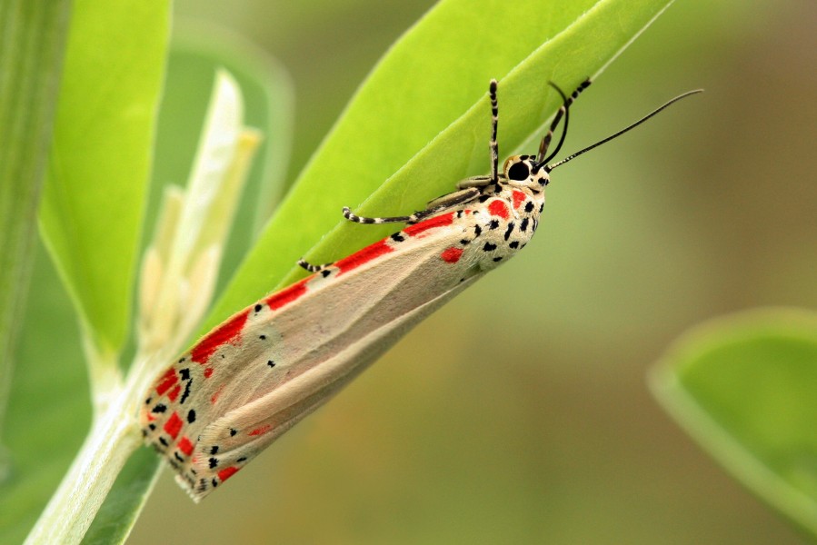 Ornate moth (Utetheisa ornatrix)