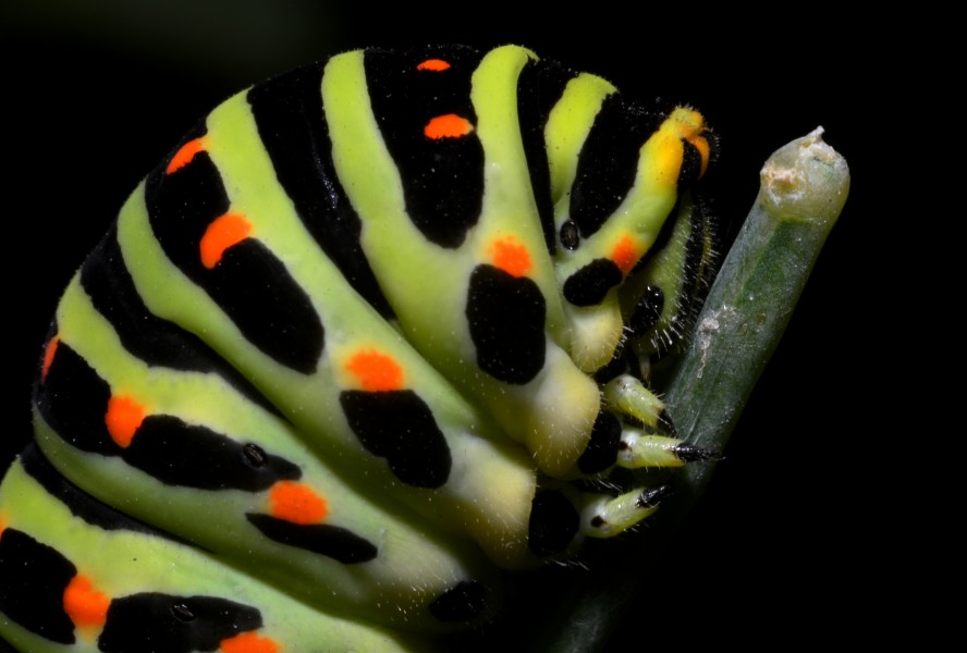 Paź królowej (Papilio machaon), głowa gąsienicy