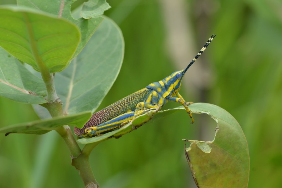 Painted Grasshopper Poekilocerus pictus by Dr. Raju Kasambe DSC 0846 (2)
