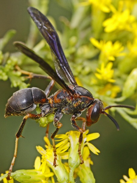 Paper Wasp - Polistes metricus, Julie Metz Wetlands, Virginia