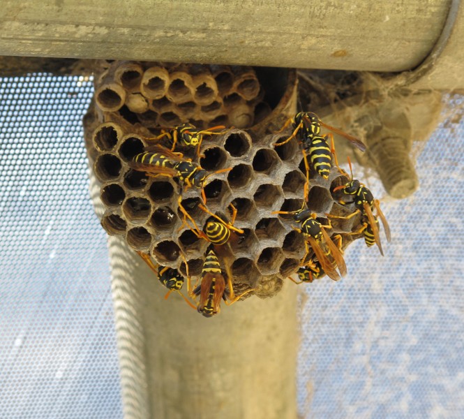 Paper wasps and nest