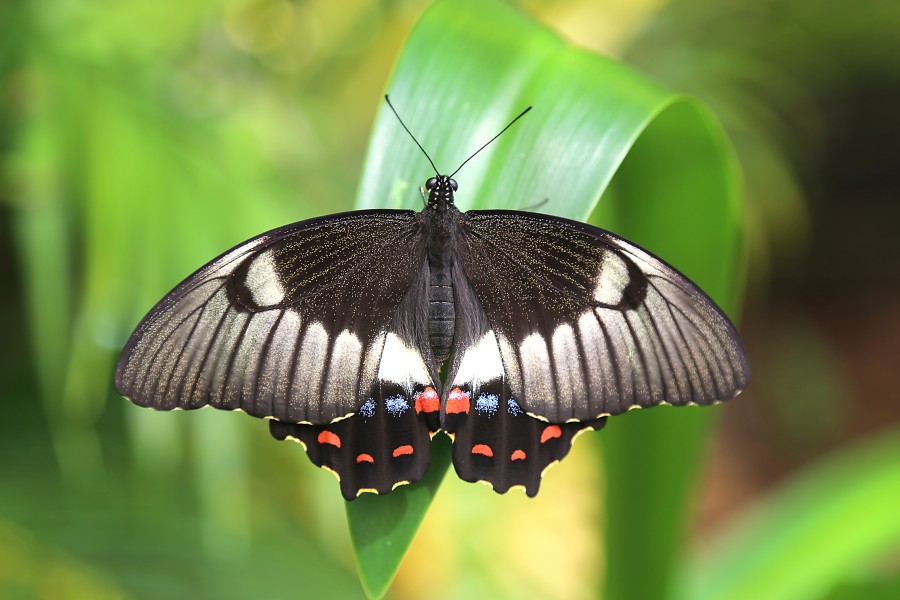 Papilio aegeus 7990