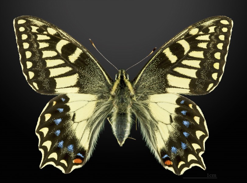 Papilio hospiton MHNT CUT 2013 3 10 Bigorno male Dorsal