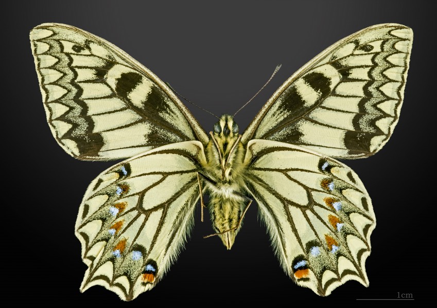 Papilio hospiton MHNT CUT 2013 3 10 Bigorno male Ventral