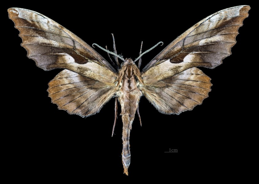 Phyllosphingia dissimilis perundulans MHNT CUT 2010 0 202 Assam India, male dorsal