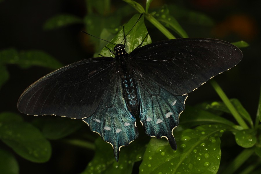 Pipevine Swallowtail - Philenius battenor, Brookside Gardens 