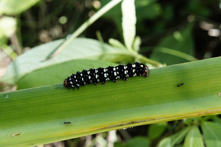 Polytela gloriosae (caterpillar) 1264