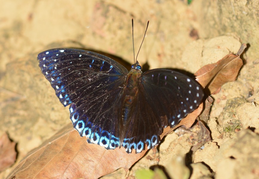 Popinjay Stibochiona nicea Manipur by Dr. Raju Kasambe DSC 5264 (2)