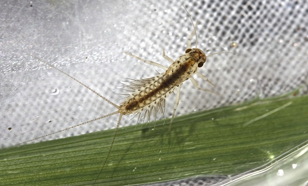 Pronggilled mayfly, genus Leptophlebia (8300829287)