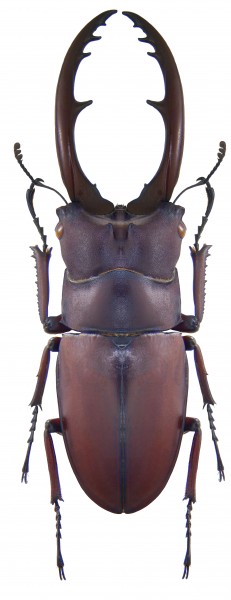 Prosopocoilus astacoides castaneus (Hope & Westwood, 1845) male (3969471624)
