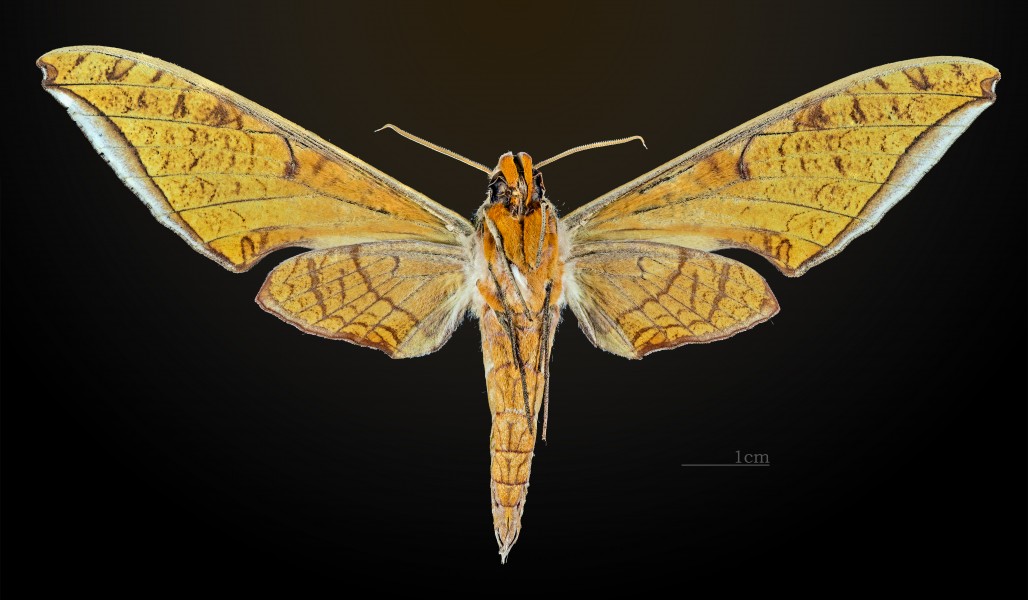 Protambulyx strigilis MHNT CUT 2010 0 39 Brasil male ventral
