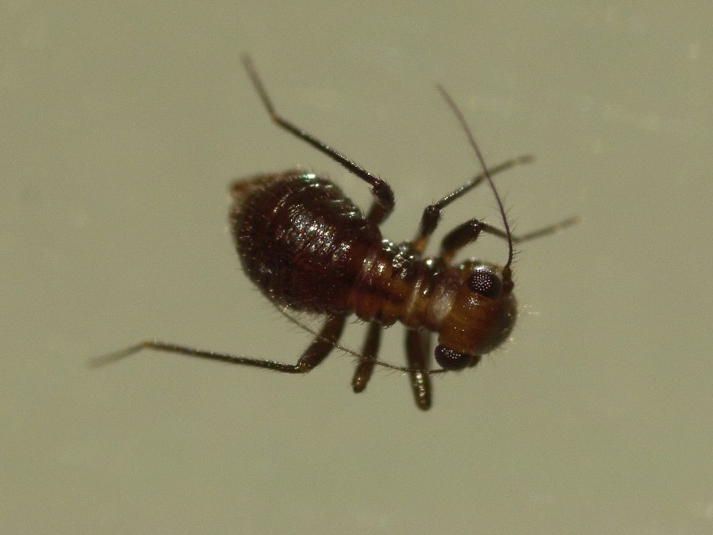 Psocoptera sp. (36535242361)