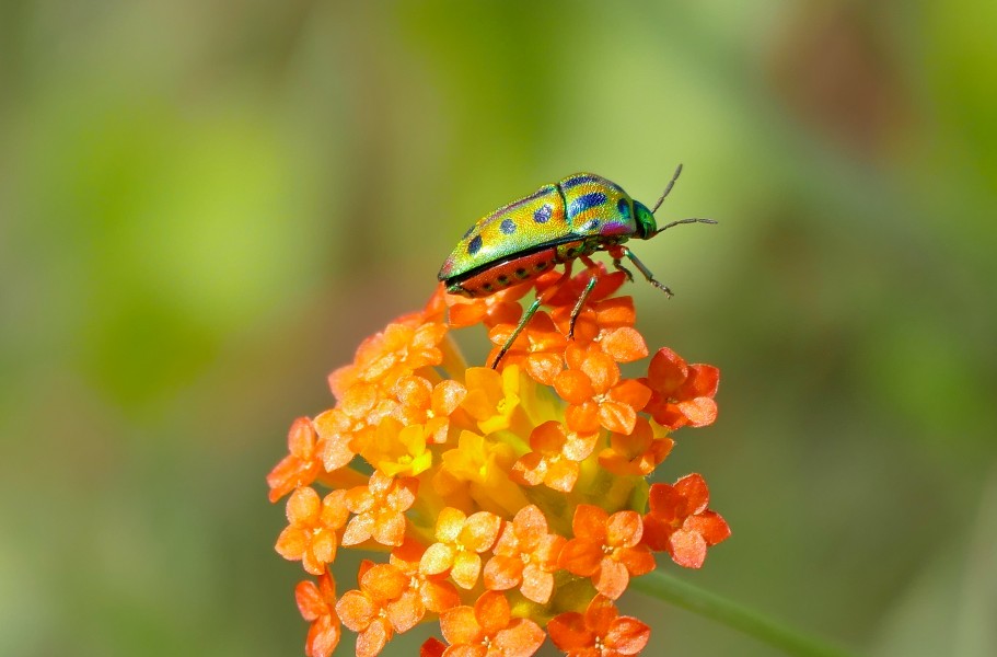 Rainbow Shield Bug (Calidea sp.) on Ruby Gnidia (Gnidia rubescens) (17212769607)