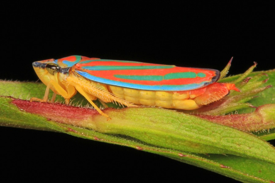 Red-banded Leafhopper - Graphocephala coccinea, Julie Metz Wetlands, Woodbridge, Virginia - 14927239763