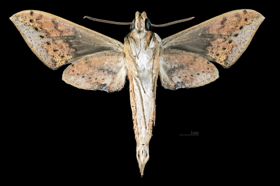 Rhagastis castor formosana MHNT CUT 2010 0 233 Taiwan male ventral