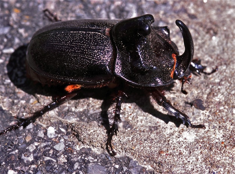 Rhino Beetle (Trichogomphus martabani) (7796559346)