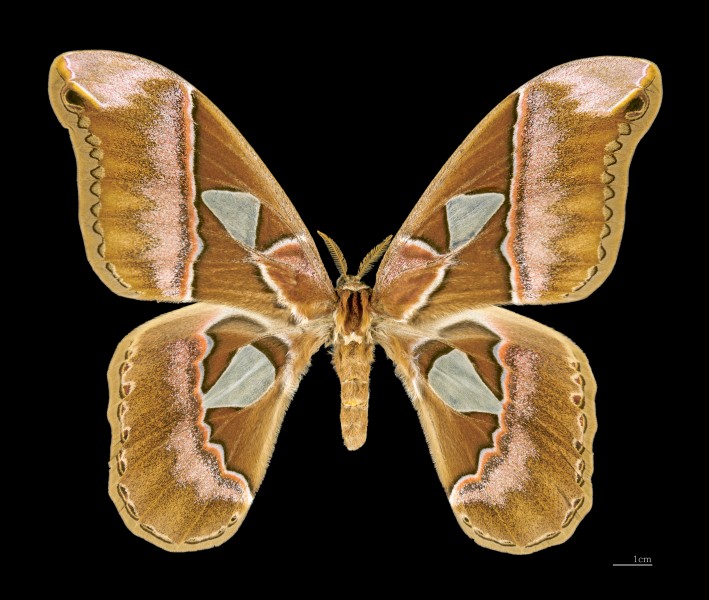 Rothschildia aurota speculifera MHNT female dos
