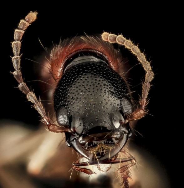 Rove beetle, U, Face, Upper Marlboro, MD 2013-08-21-16.34.44 ZS PMax (9639346589)