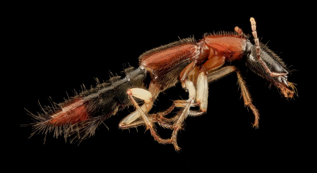 Rove beetle, U, Side, Upper Marlboro, MD 2013-08-21-16.41.18 ZS PMax (9639346263)
