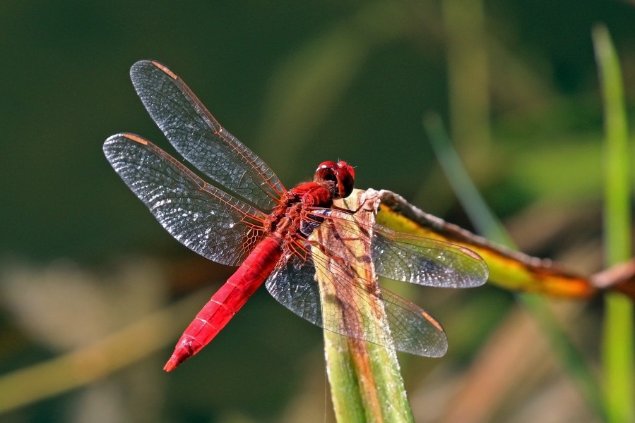 Scarlet dragonfly (Crocothemis erythraea) male