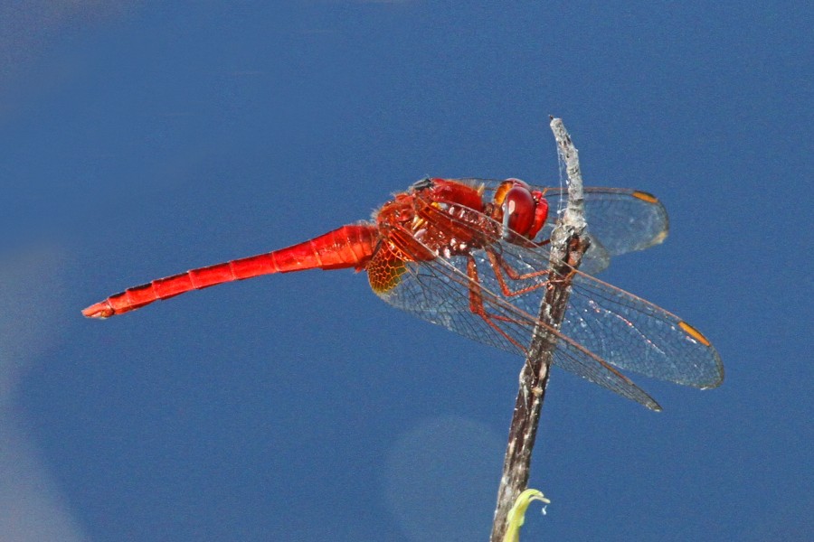 Scarlet Skimmer - Crocothemis servilia, Long Pine Key, Everglades National Park, Homestead, Florida - 31738521771