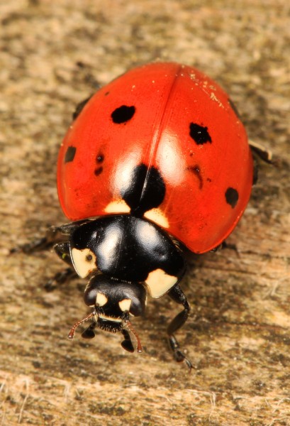 Seven-spotted Lady Beetle - Coccinella septempunctata, Leesylvania State Park, Woodbridge, Virginia - 01
