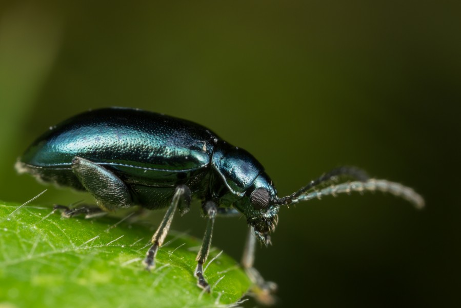 Shiny Blue Beetle (15047604244)