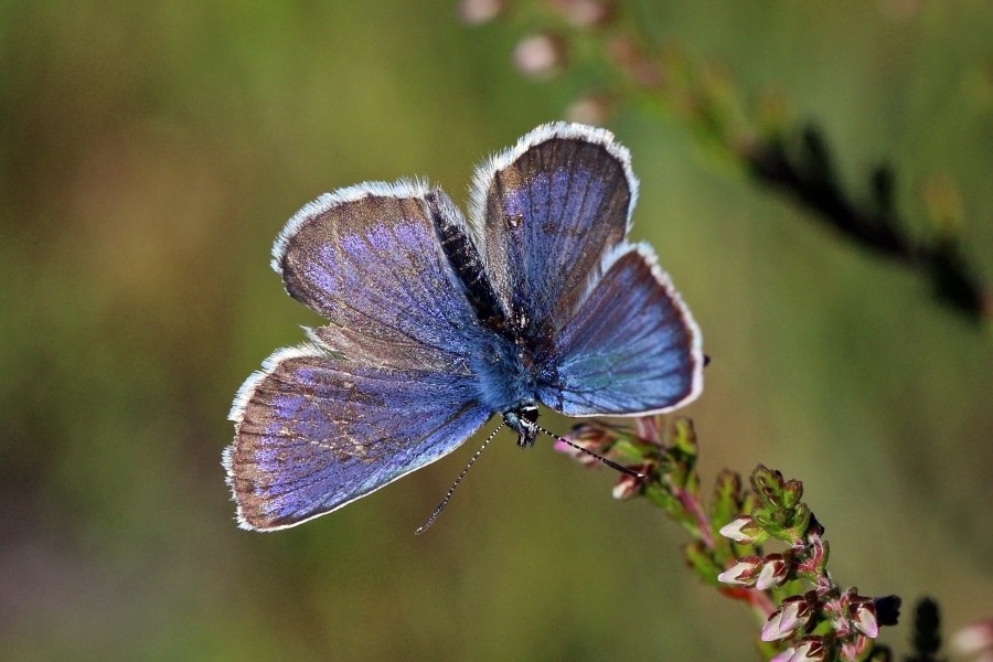 Silver-studded blue (Plebeius argus) male