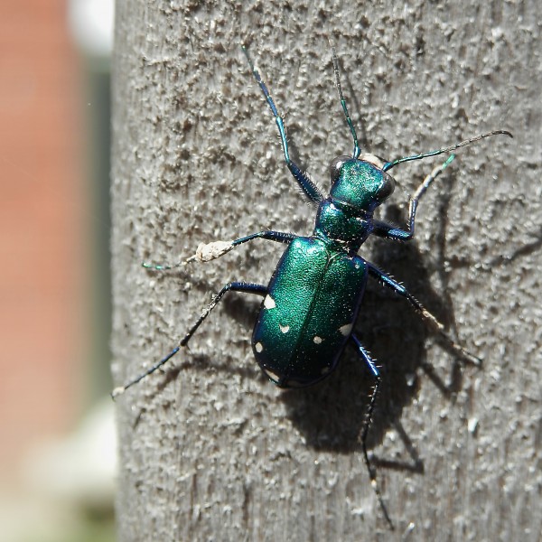 Six-Spotted Tiger Beetle (Cicindela sexguttata)