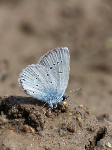 Small Blue (27552216321)