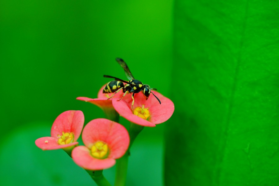 Small wasp on Euphorbia milii flower 00592
