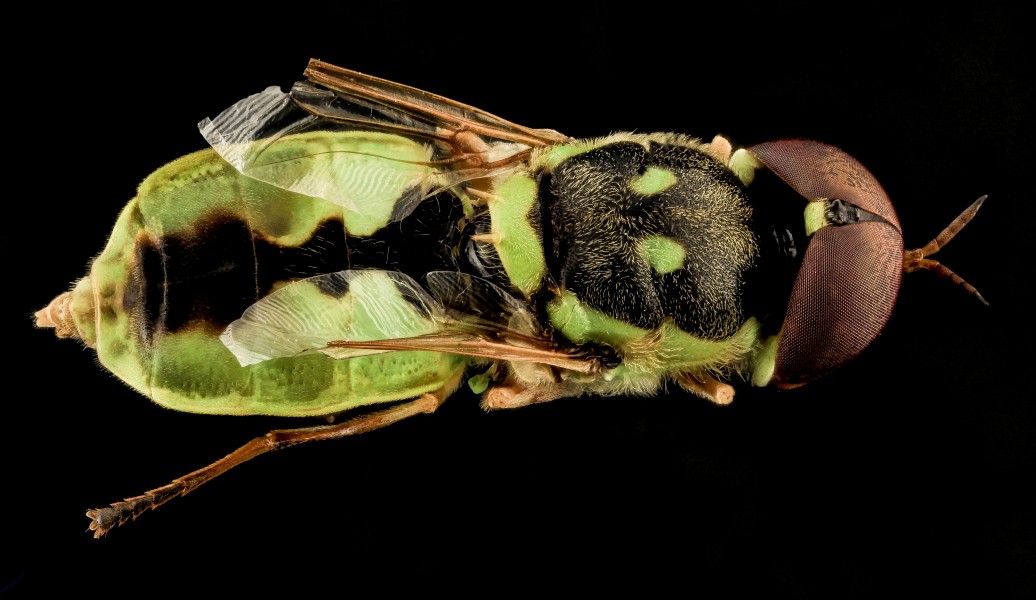 Soldier Fly, U, Back, SD, Pennington County 2013-08-08-14.42.54 ZS PMax (9483933314)