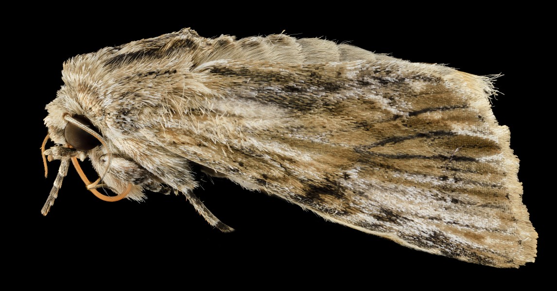Southern armyworm, moth,side 2014-06-06-15.11.57 ZS PMax (15318600083)