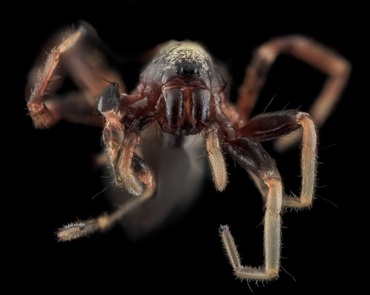 Spider5, face, upper marlboro, md 2013-10-18-12.35.14 ZS PMax (10380359675)