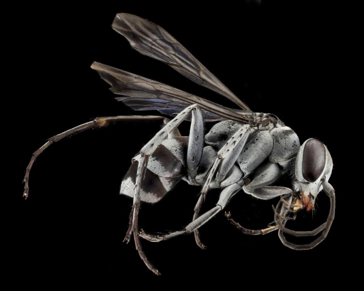 Spider Wasp, U, Side, CA, San Bernarndino Co 2013-07-31-19.44.08 ZS PMax (9717896271)
