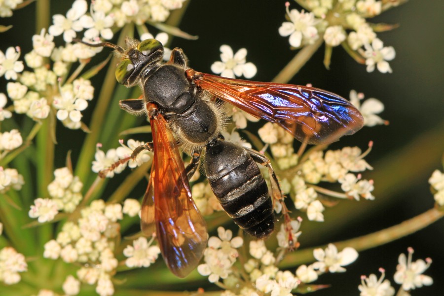 Square-headed Wasp - Tachytes guatemalensis, Julie Metz Wetlands, Woodbridge, Virginia