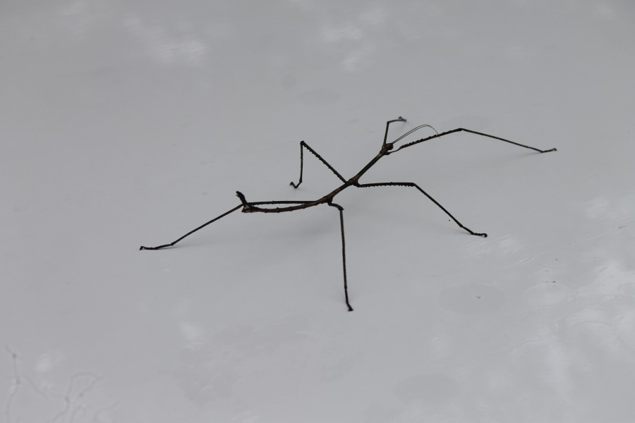 Stick insect ( ചുള്ളിപ്രാണി ) from Vallakkadavu, Idukki