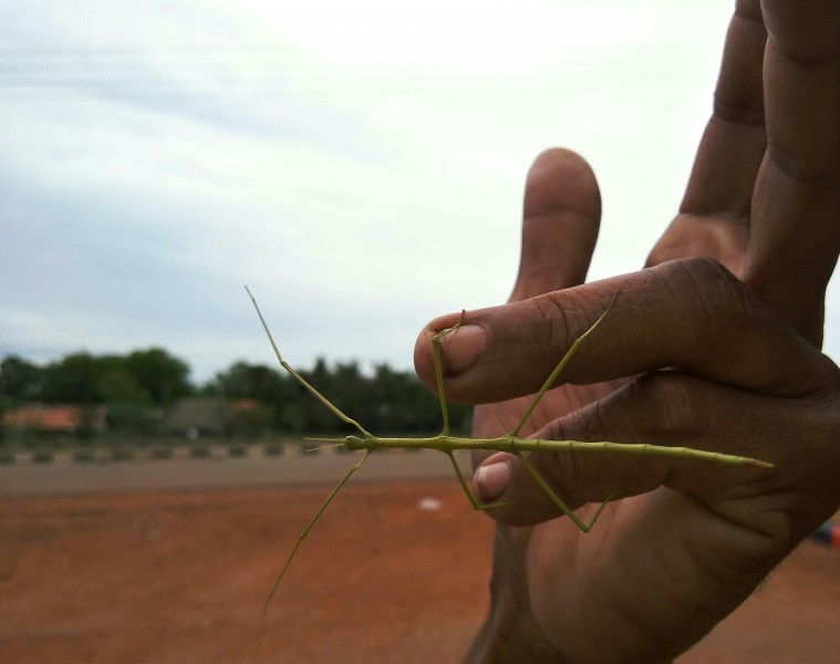 Stick insect s