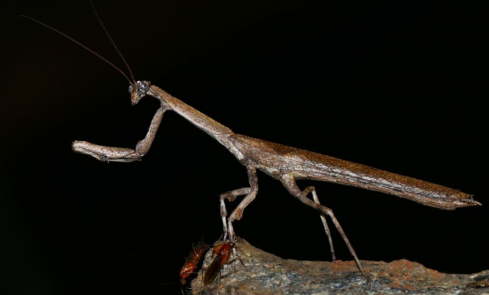 Stick Mantis (Popa spurca spurca) (30970064056)