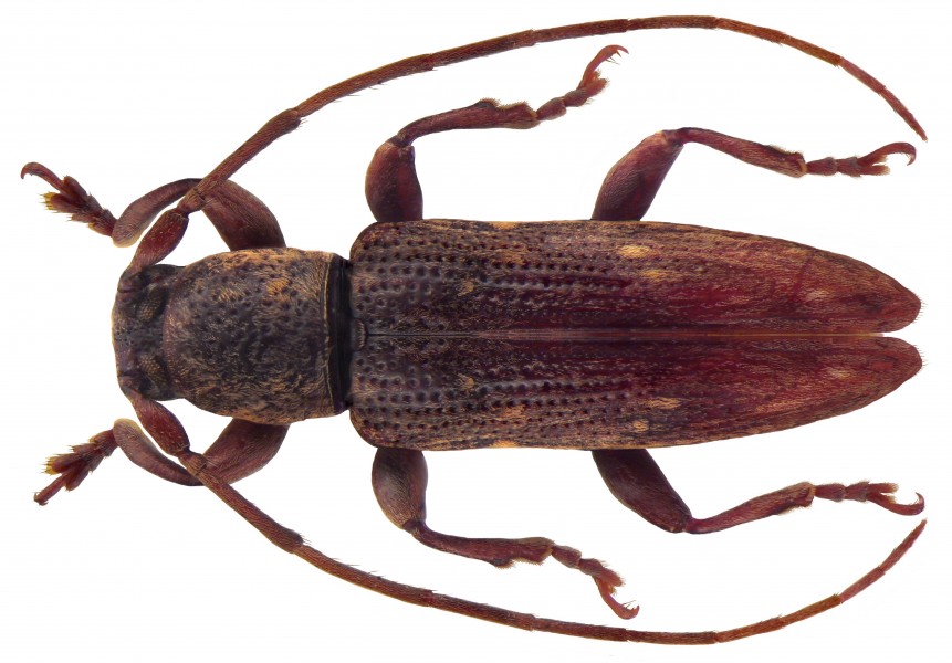 Sybra inanis Pascoe, 1865 male (4476038093)